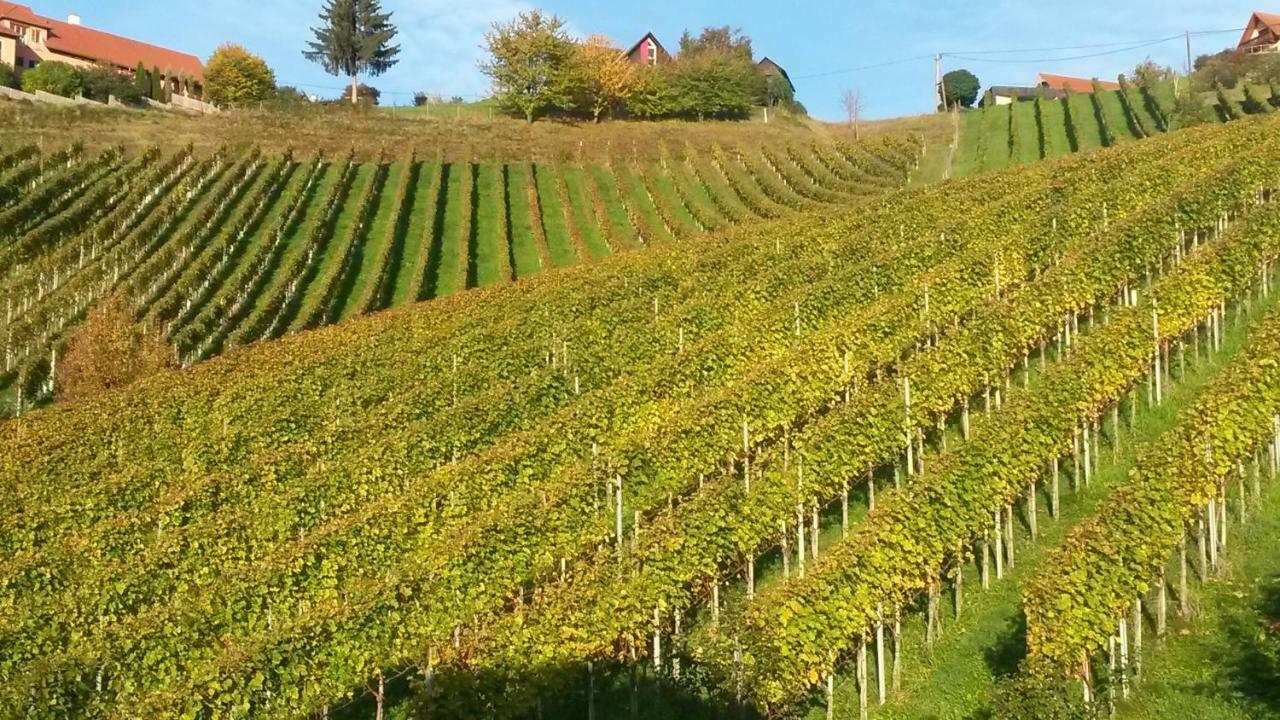 绍萨尔地区基策克Weingut Stoff住宿加早餐旅馆 外观 照片